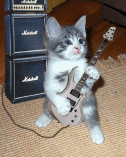 cat shredding guitar