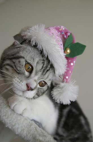 Cat Pictures for Myspace