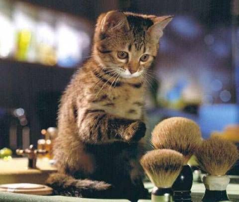 Cat Pictures for Myspace